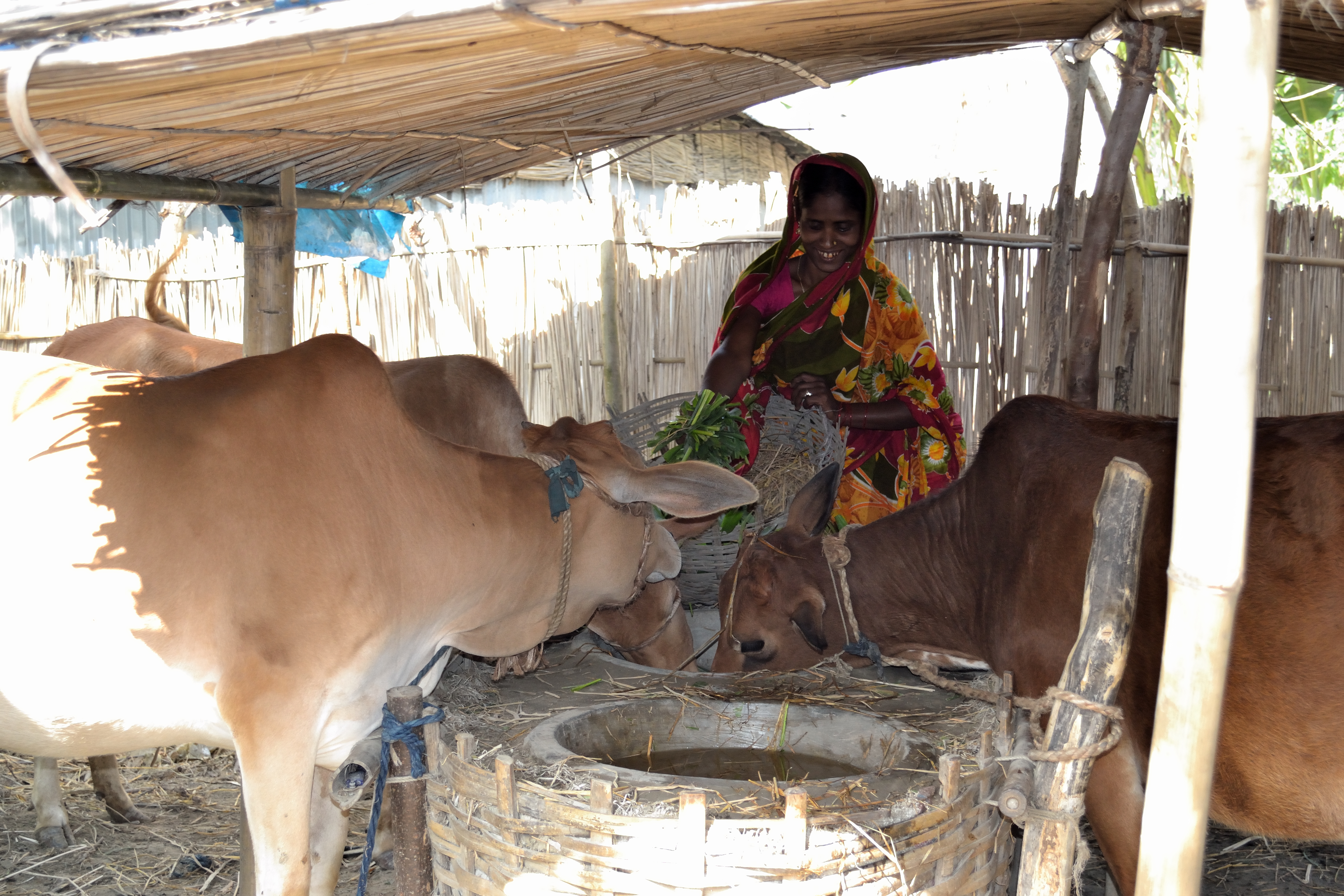 CLP Healthy Bull