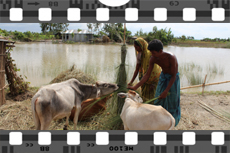 shahera video