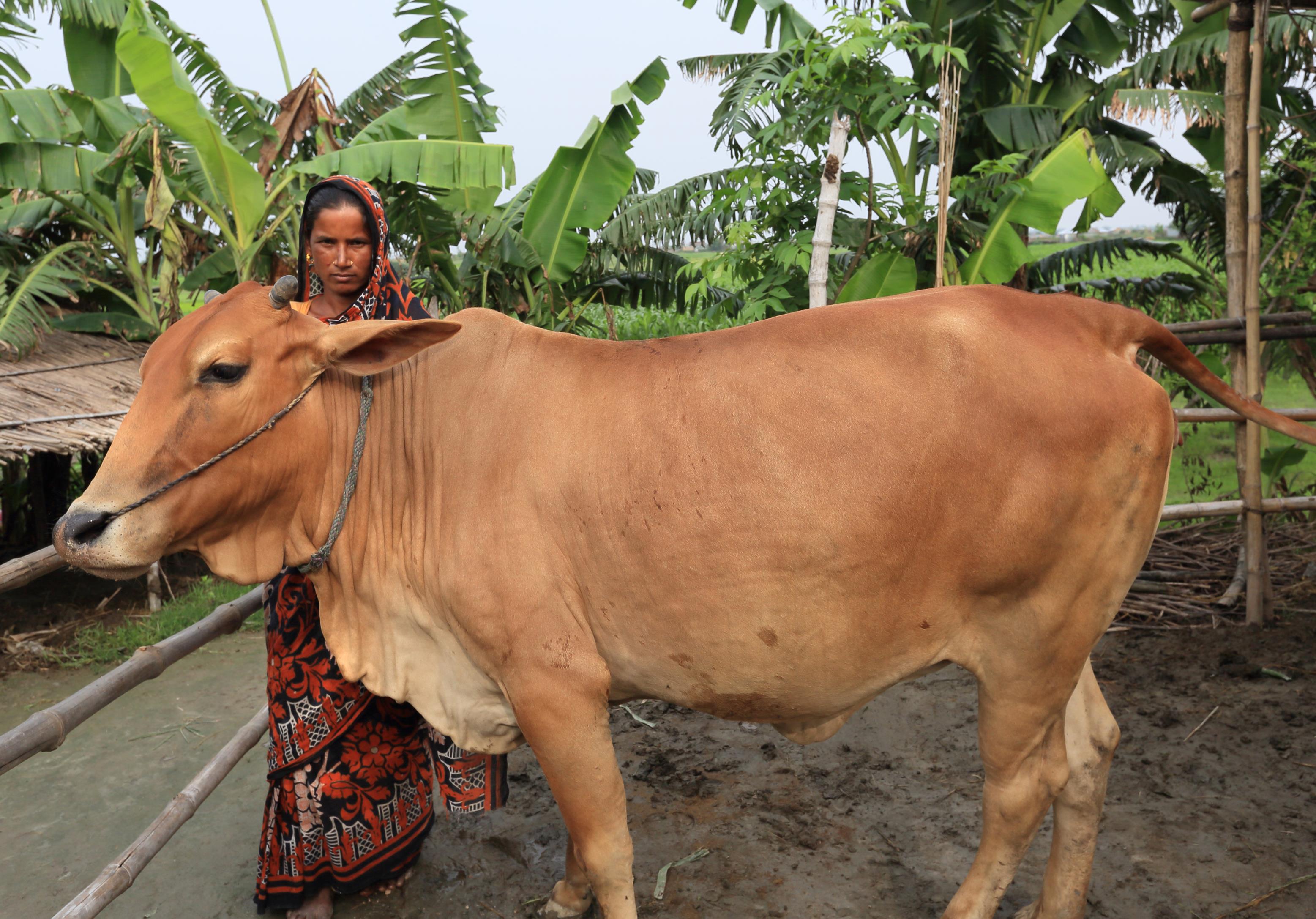 A meat producer with her cattle