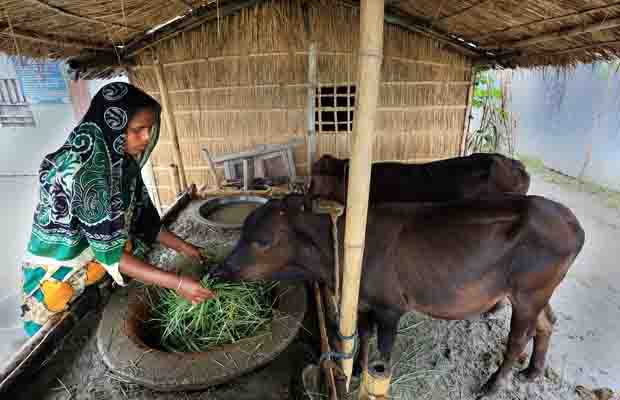 Double manager, an improved cattle rearing practice