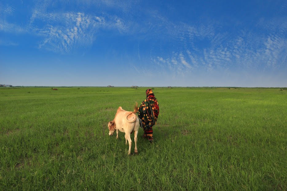 happy cow